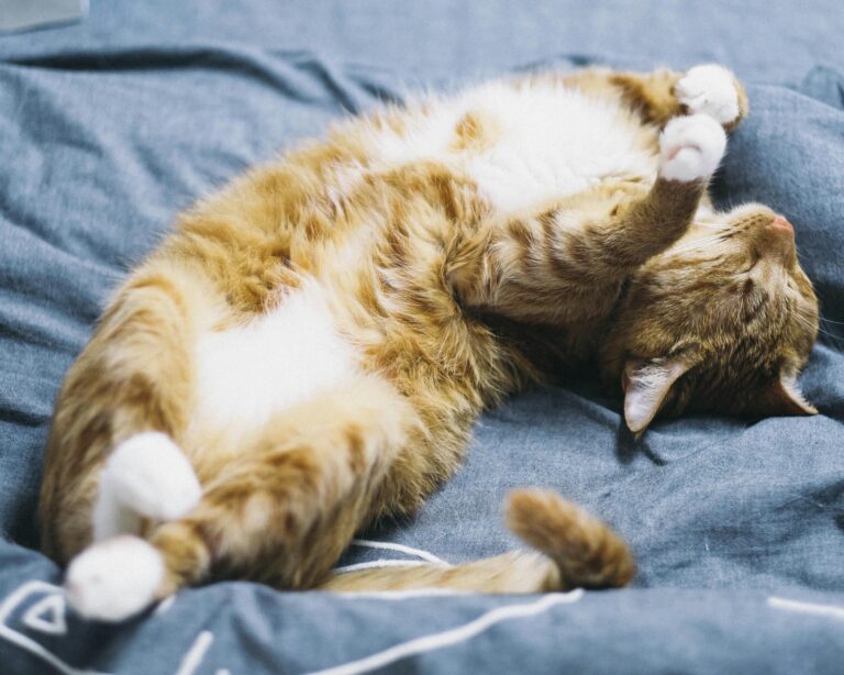 Pet Bedding