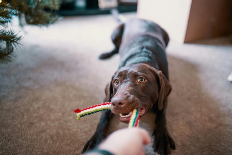 Dog Toys