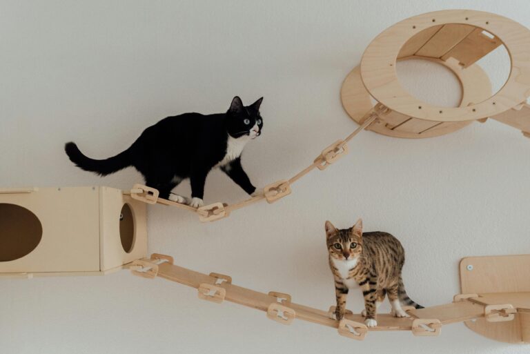 Pet Furniture